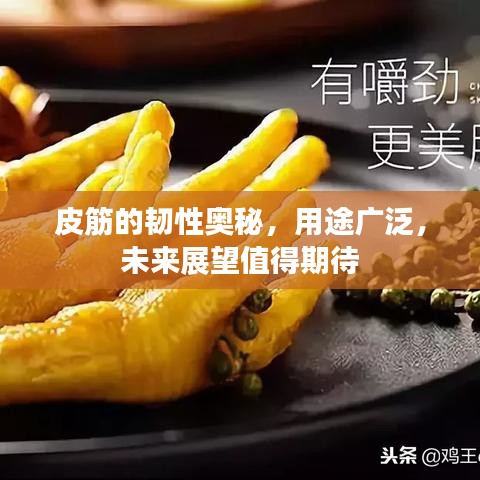 皮筋的韧性奥秘，用途广泛，未来展望值得期待
