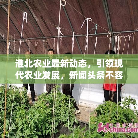 淮北农业最新动态，引领现代农业发展，新闻头条不容错过！